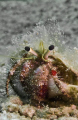tiny hermit 